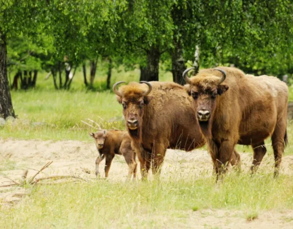 Dzika zagroda jablonowo