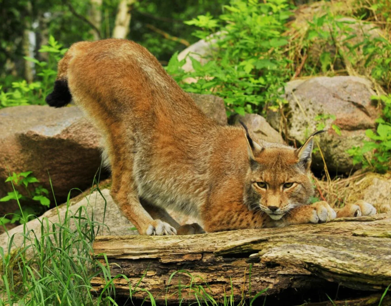 Dzika zagroda w Jabłonowie (2)