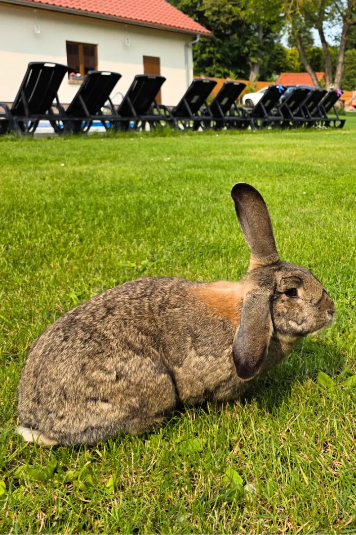 Kroliczki na terenie obiektu