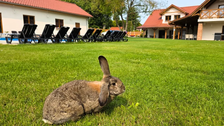 Kroliki na terenie obiektu